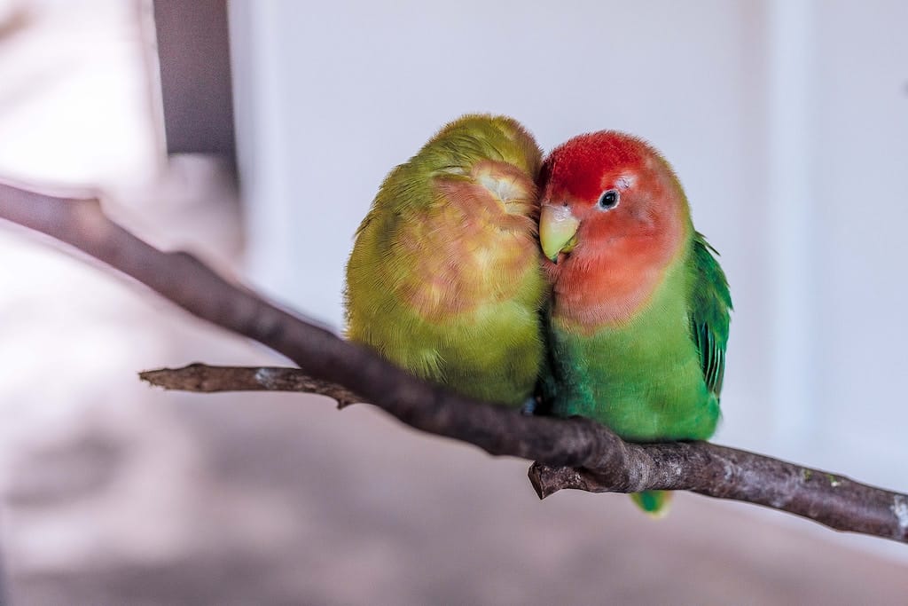 photo of lovebirds on a branch snuggling