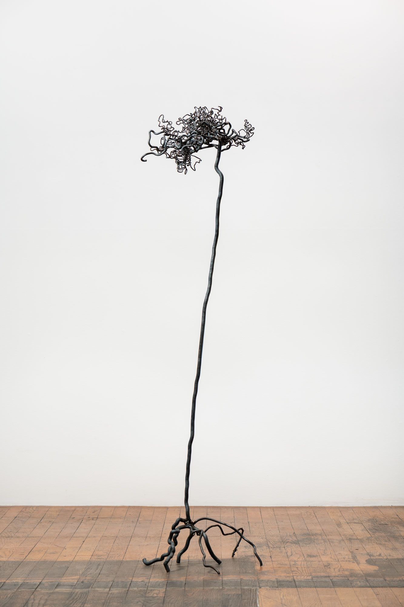 Roots 6