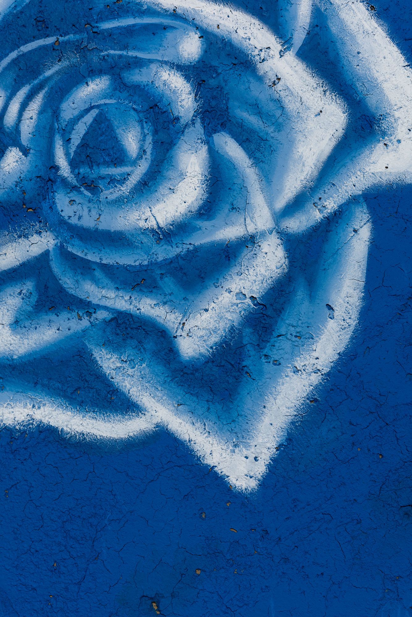 rafa esparza, starshots: blue roses, 2019-20 