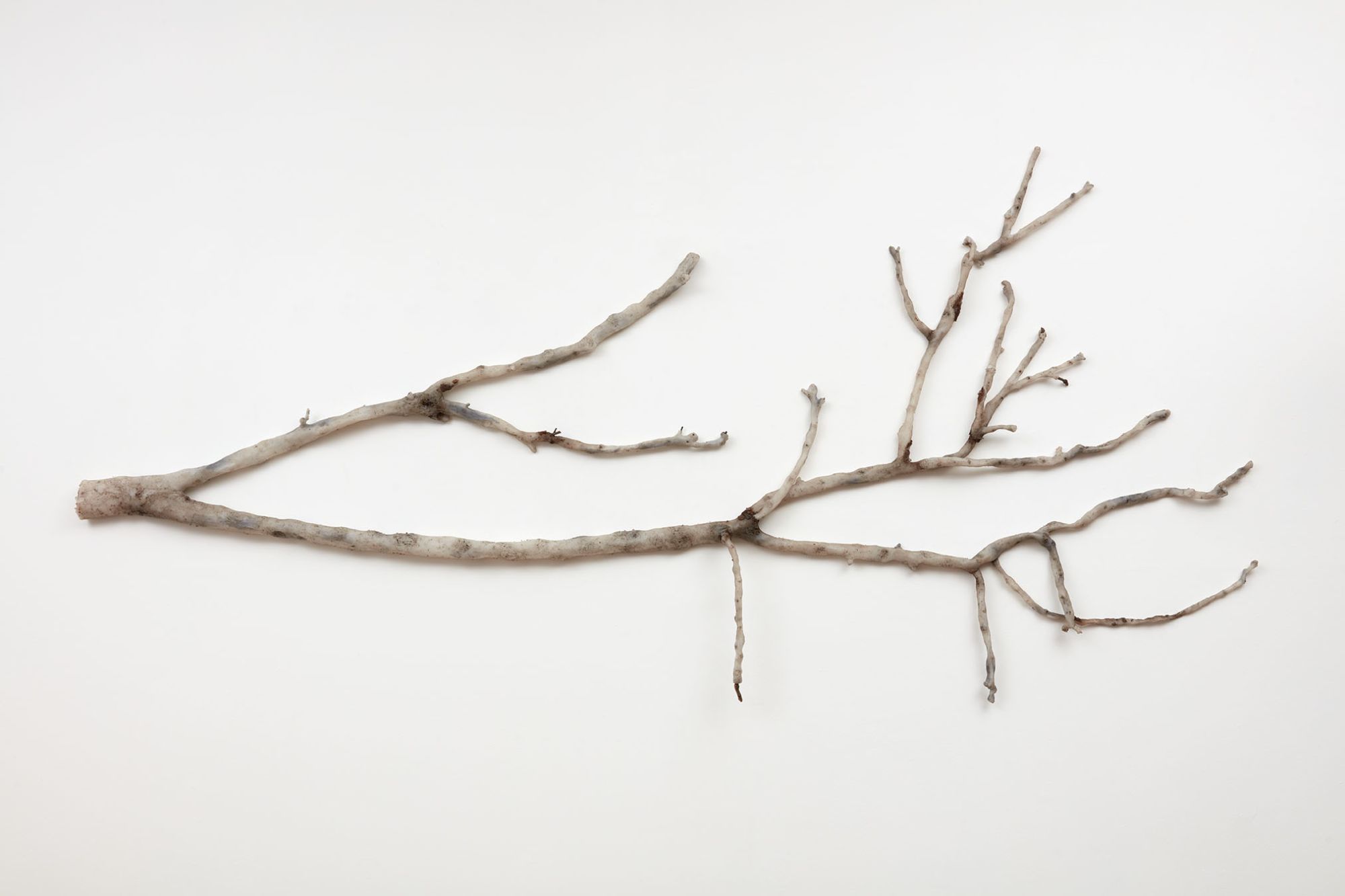 Rising Temperature Casualty (Prunus persica var. nucipersica, home garden, Los Angeles)