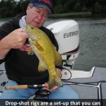 Drop-Shot Rigs For Fall Fish