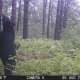 Trail Camera Photos photo by Kayaker 8