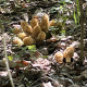 Morels photo by the Jimmer