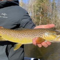 Business Card: Fly Fishing Michigan Rivers