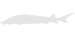 LAKE STURGEON