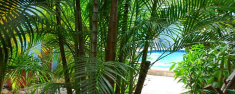 Hotel Caribbean Flower Apartments