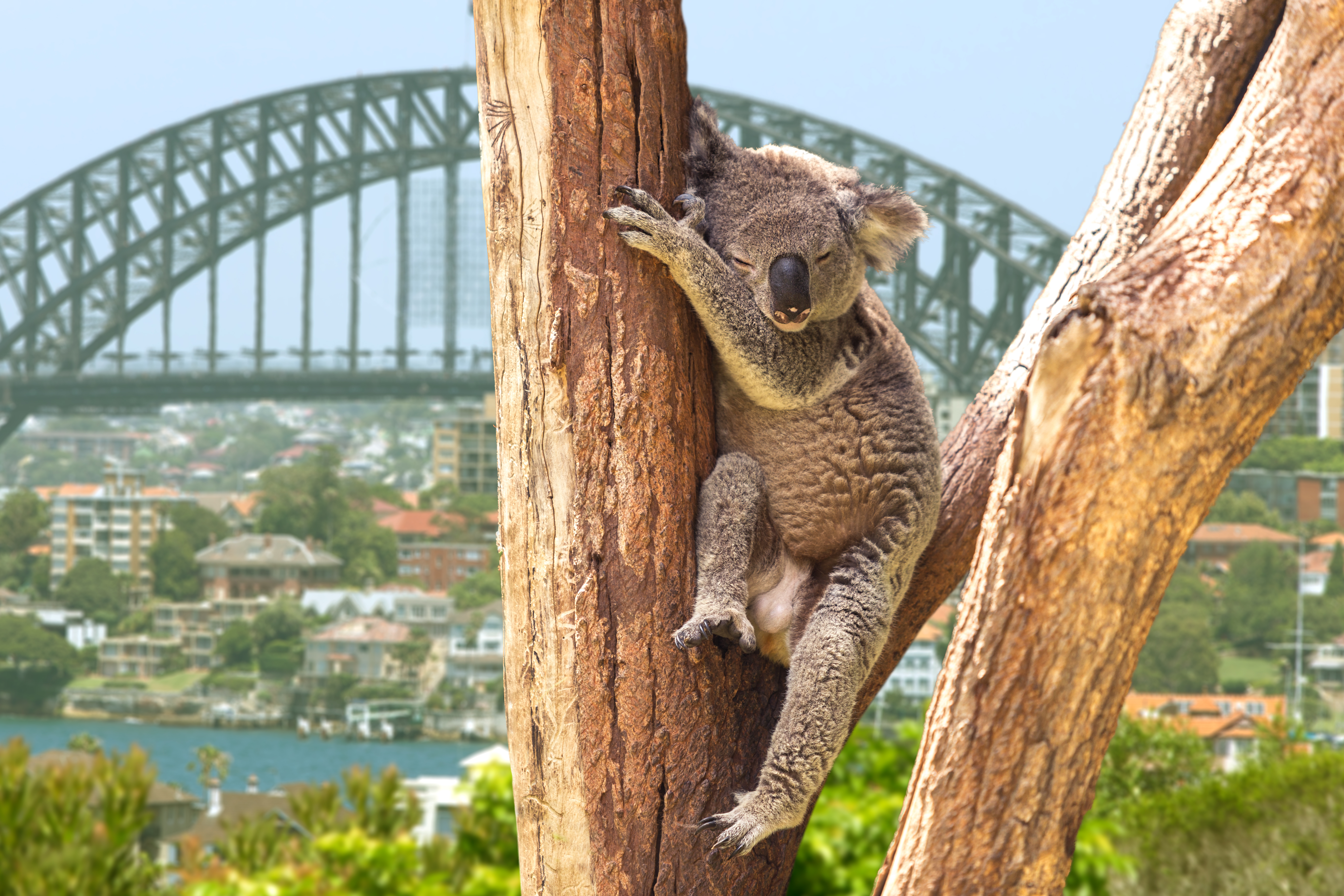 Koala Australian court bars overseas enforcement against bankrupt's estate