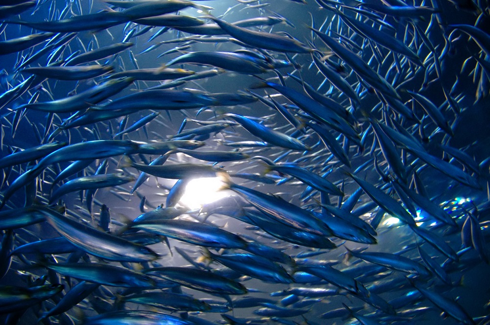 Anchovies Is the common law Gibbs rule outdated?