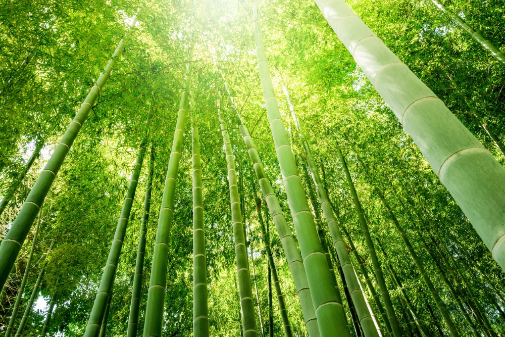 Bamboo Forest Manx court replaces liquidator at creditors' request in bamboo fund winding-up