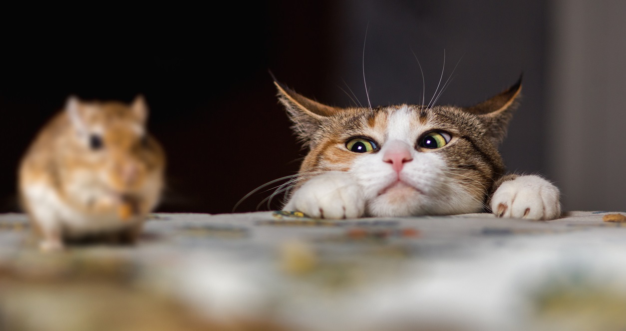 Cat and mouse Local indemnity costs for abusive winding-up proceedings too lenient, Bermudian court says