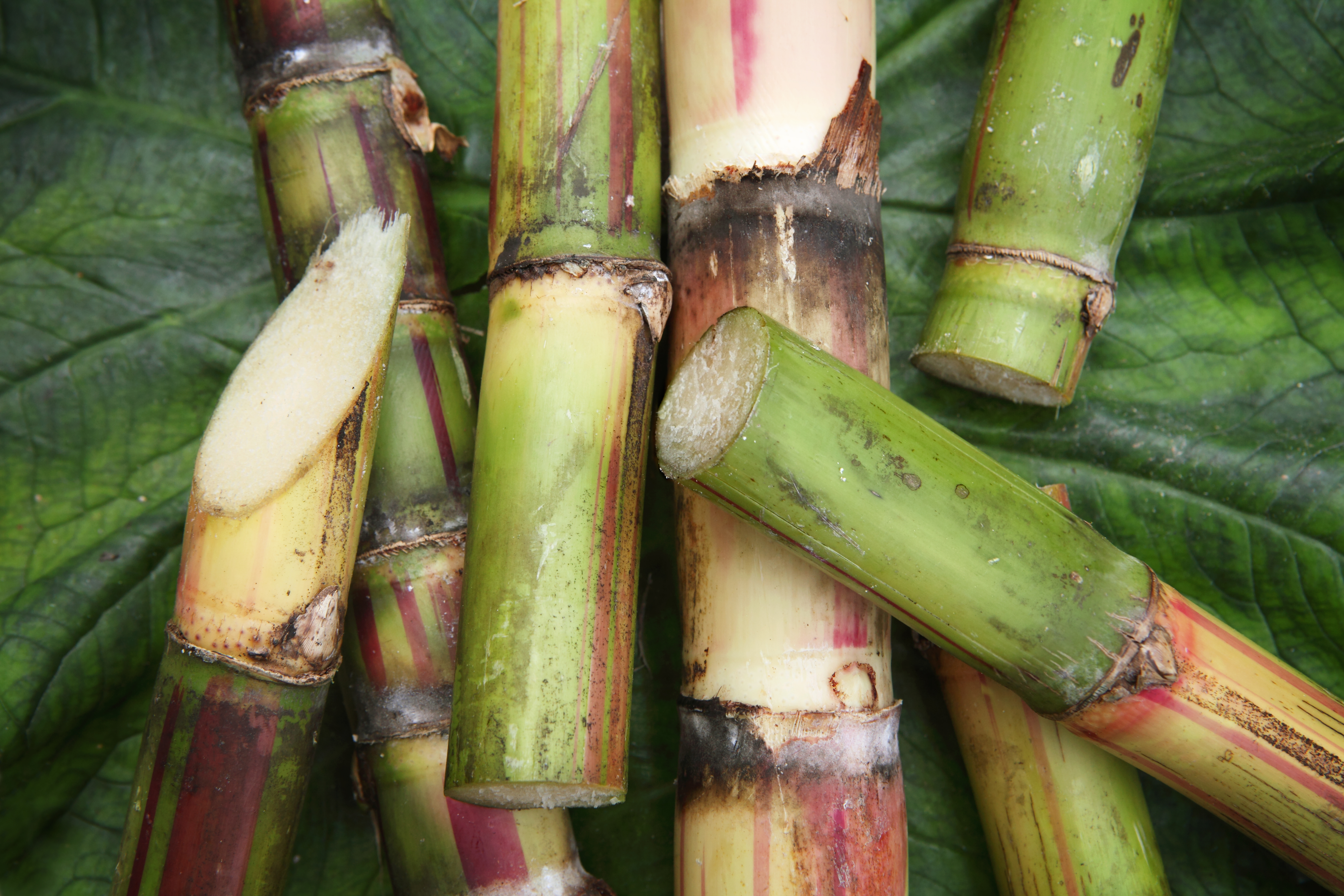 Sugarcane Brazilian sugar producer secures creditor approval for second restructuring plan