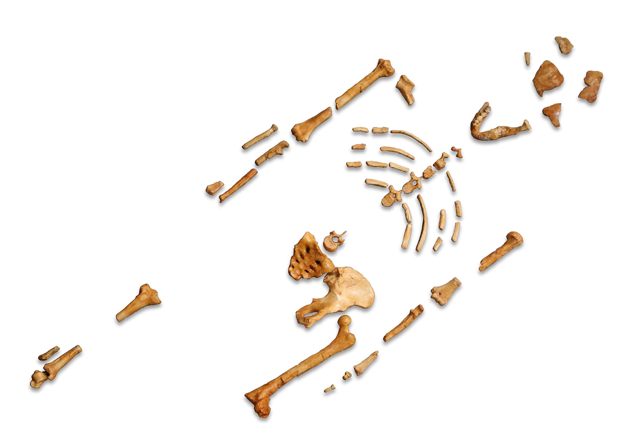 Reconstruction_of_the_fossil_skeleton_of_Lucy