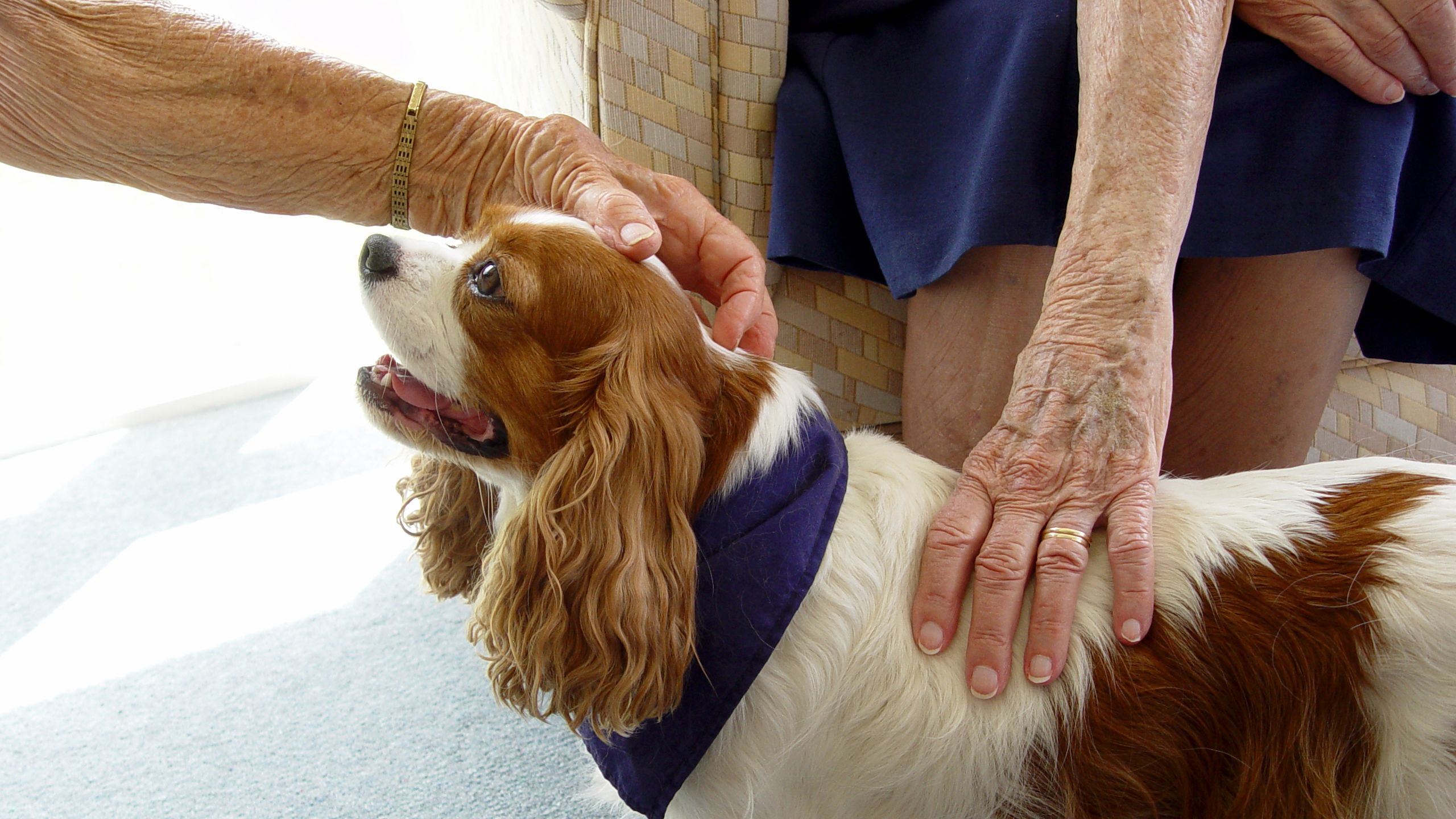 Pet Therapy