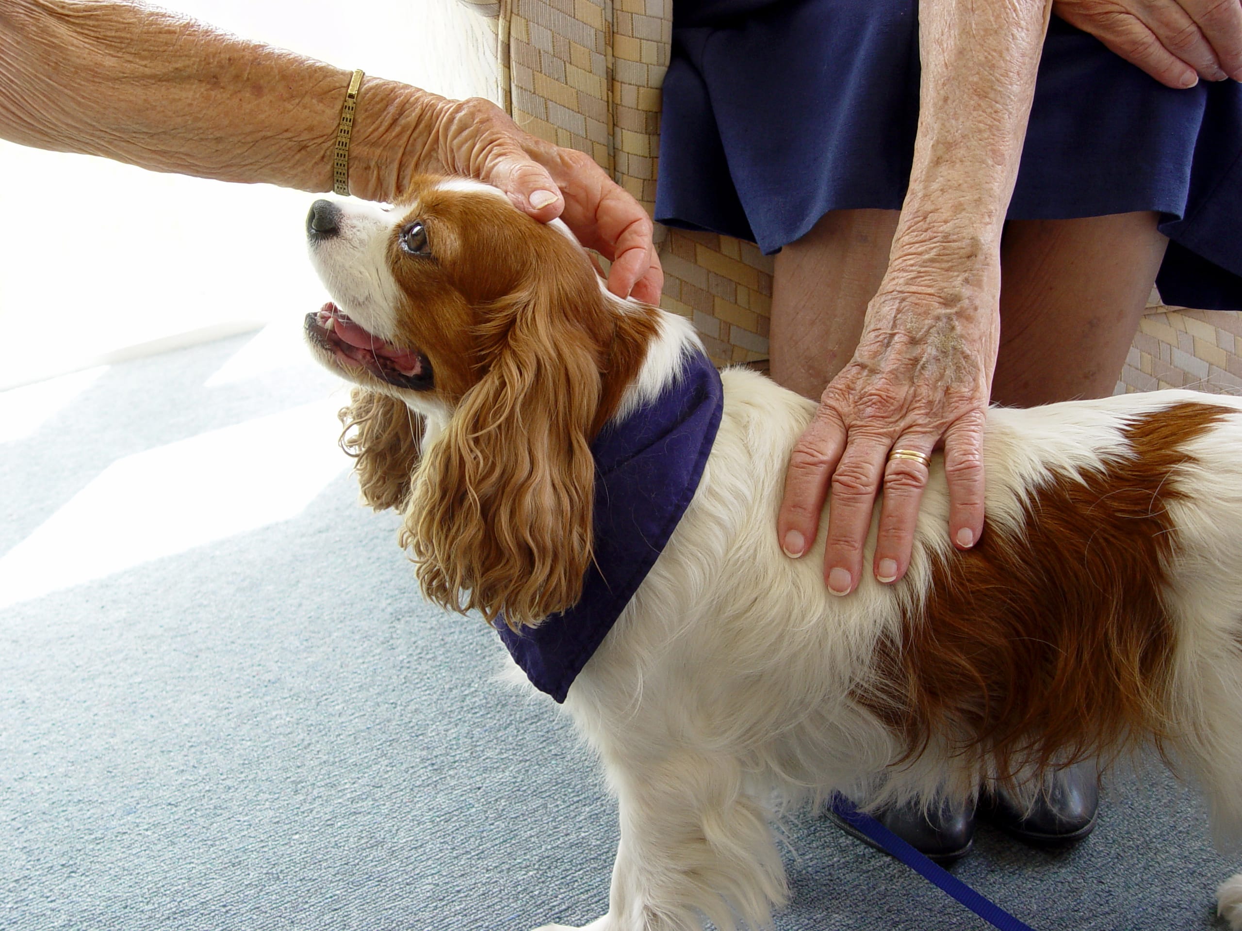 Pet Therapy