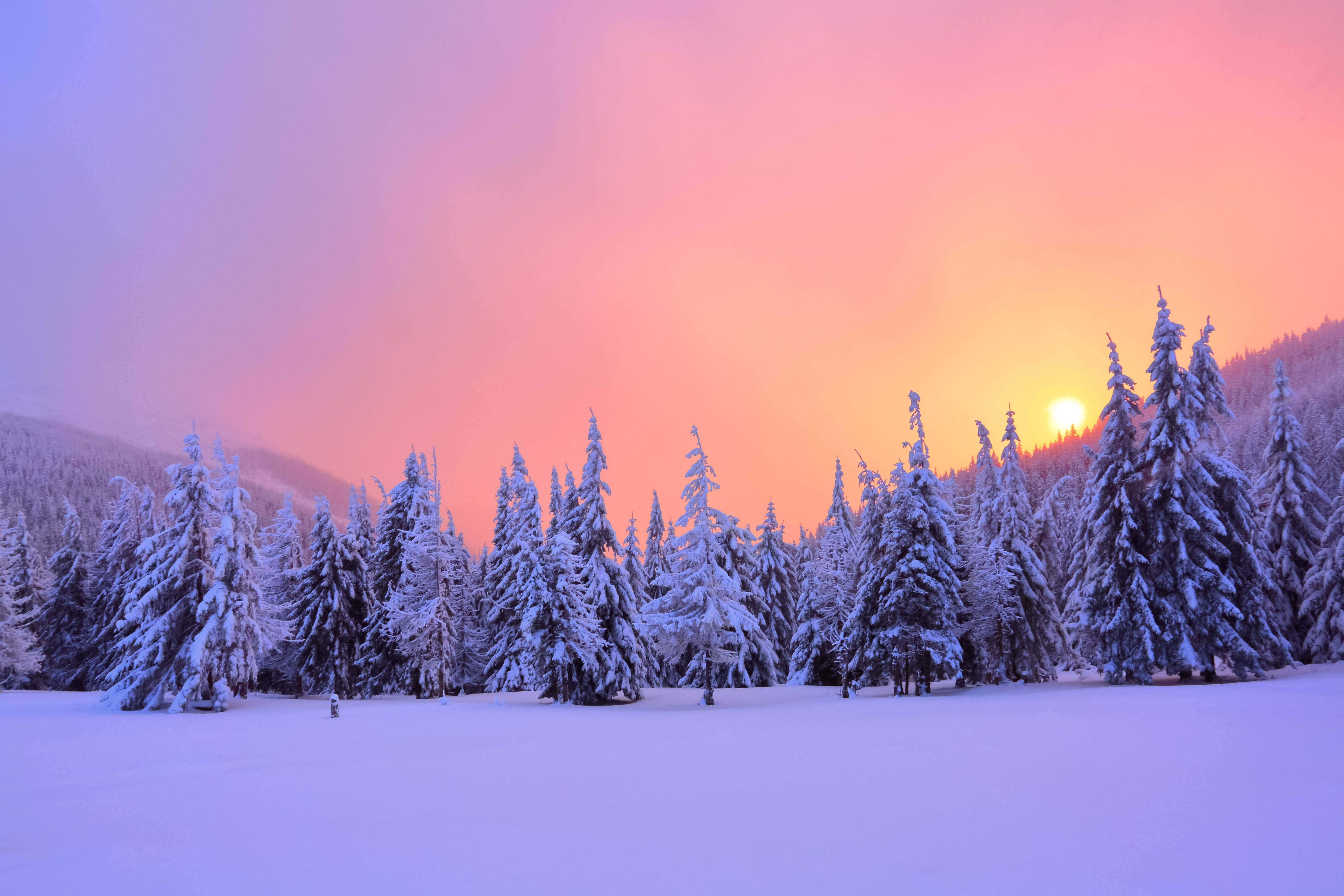 winter pine trees with snow