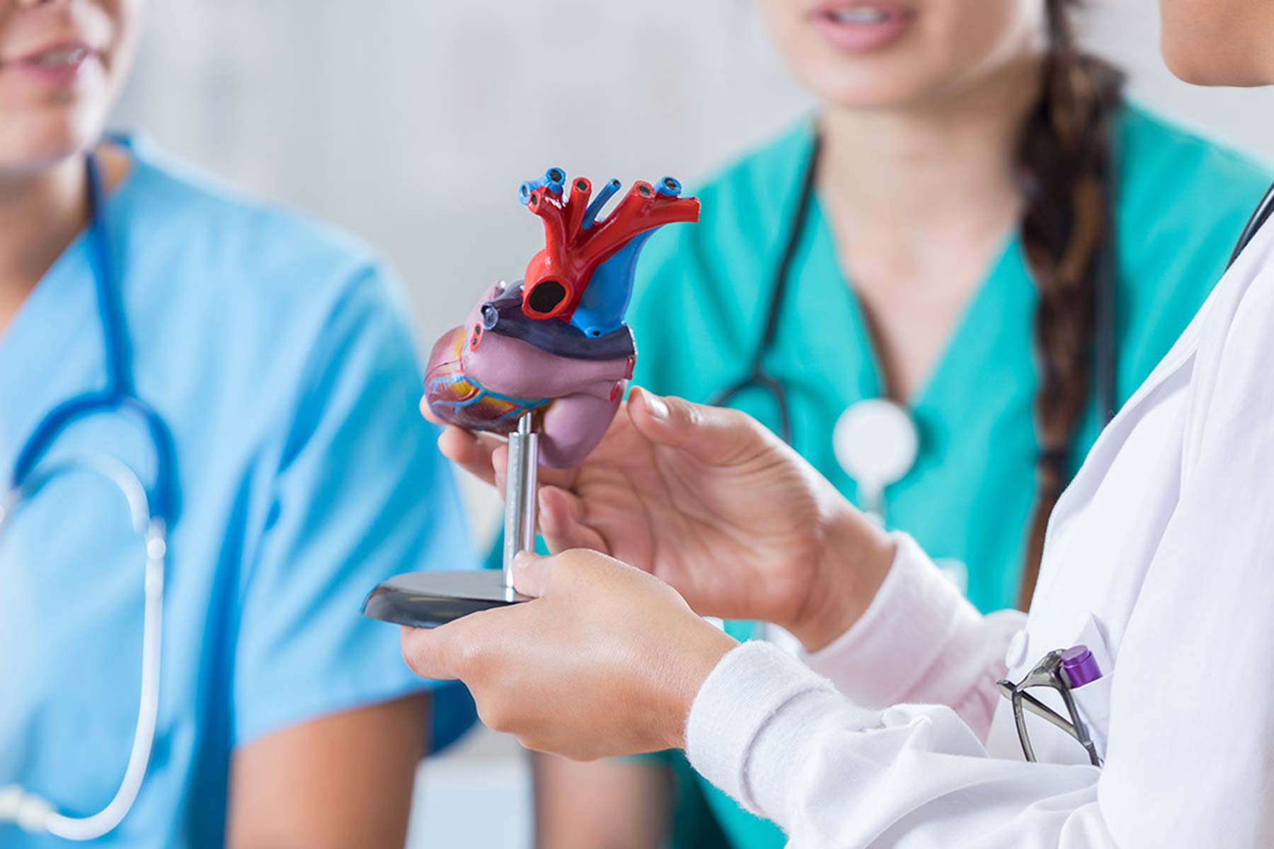 Cardiac Services - provider holding heart model
