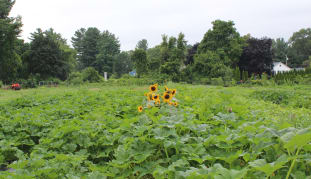 farm field