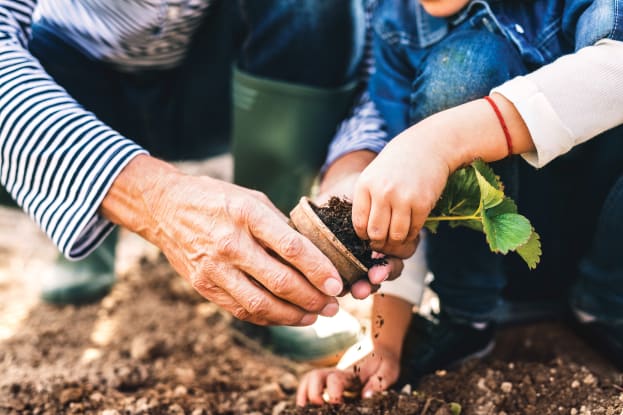 hands planting plants