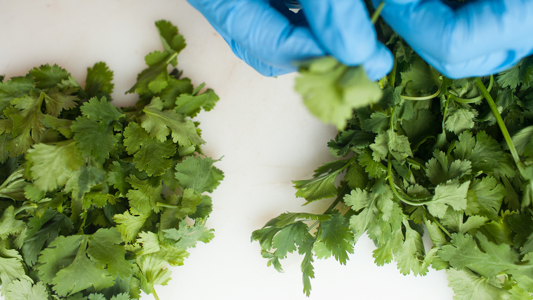 Coriander Oil Lush Fresh Handmade Cosmetics UK