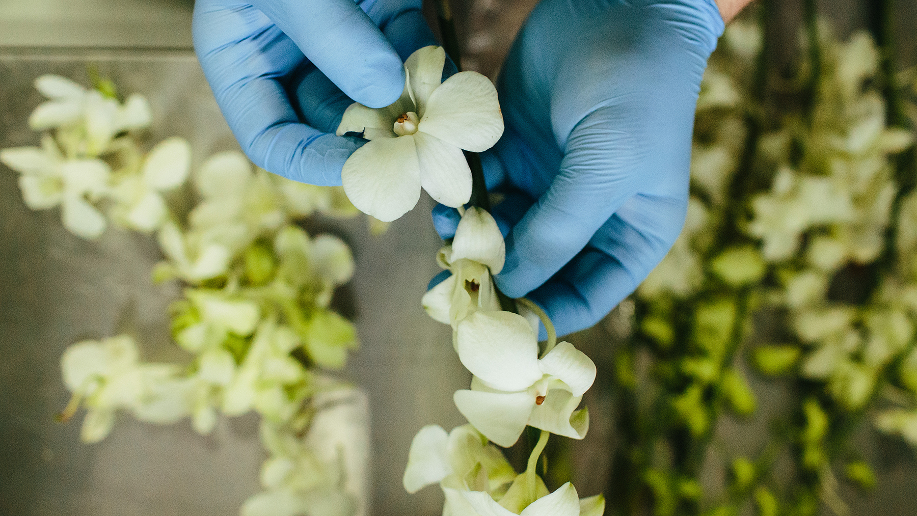 Fresh Dove Orchid Extract