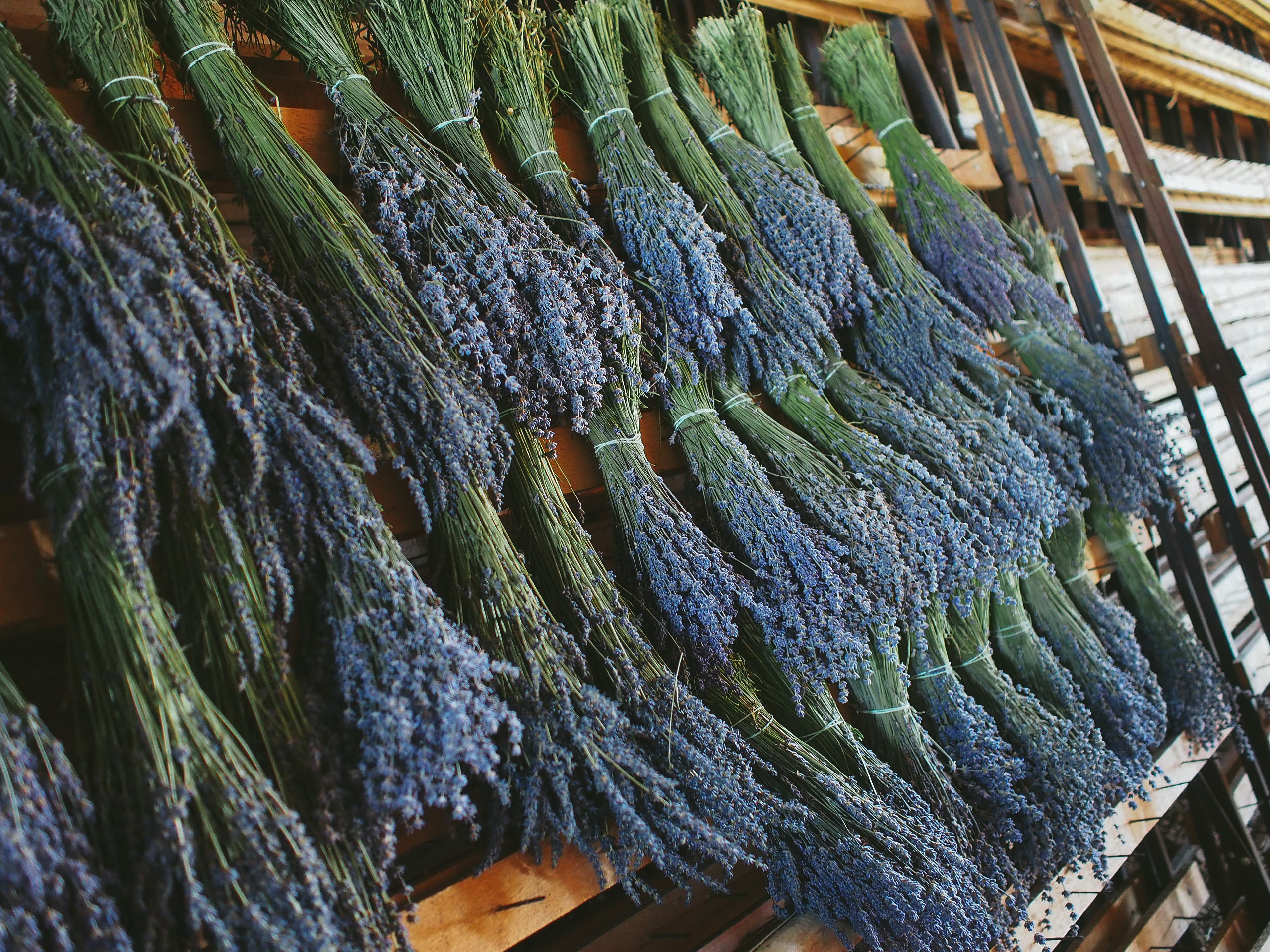 Why does lavender make you sleepy a lowdown Lush Fresh Handmade