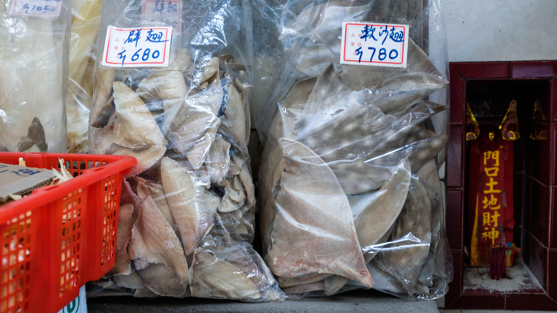 Field Notes Shark's Fin City Lush Fresh Handmade Cosmetics UK