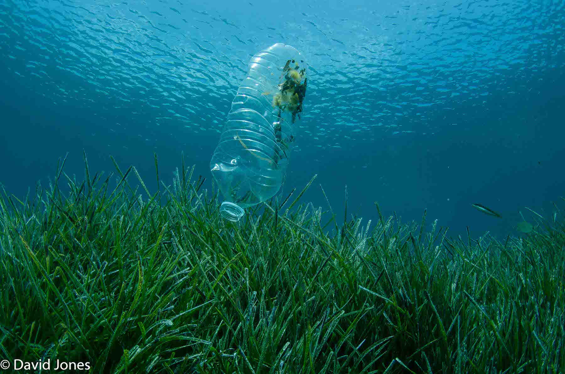 how to stop ocean plastics lush fresh handmade cosmetics uk christmas fragrances