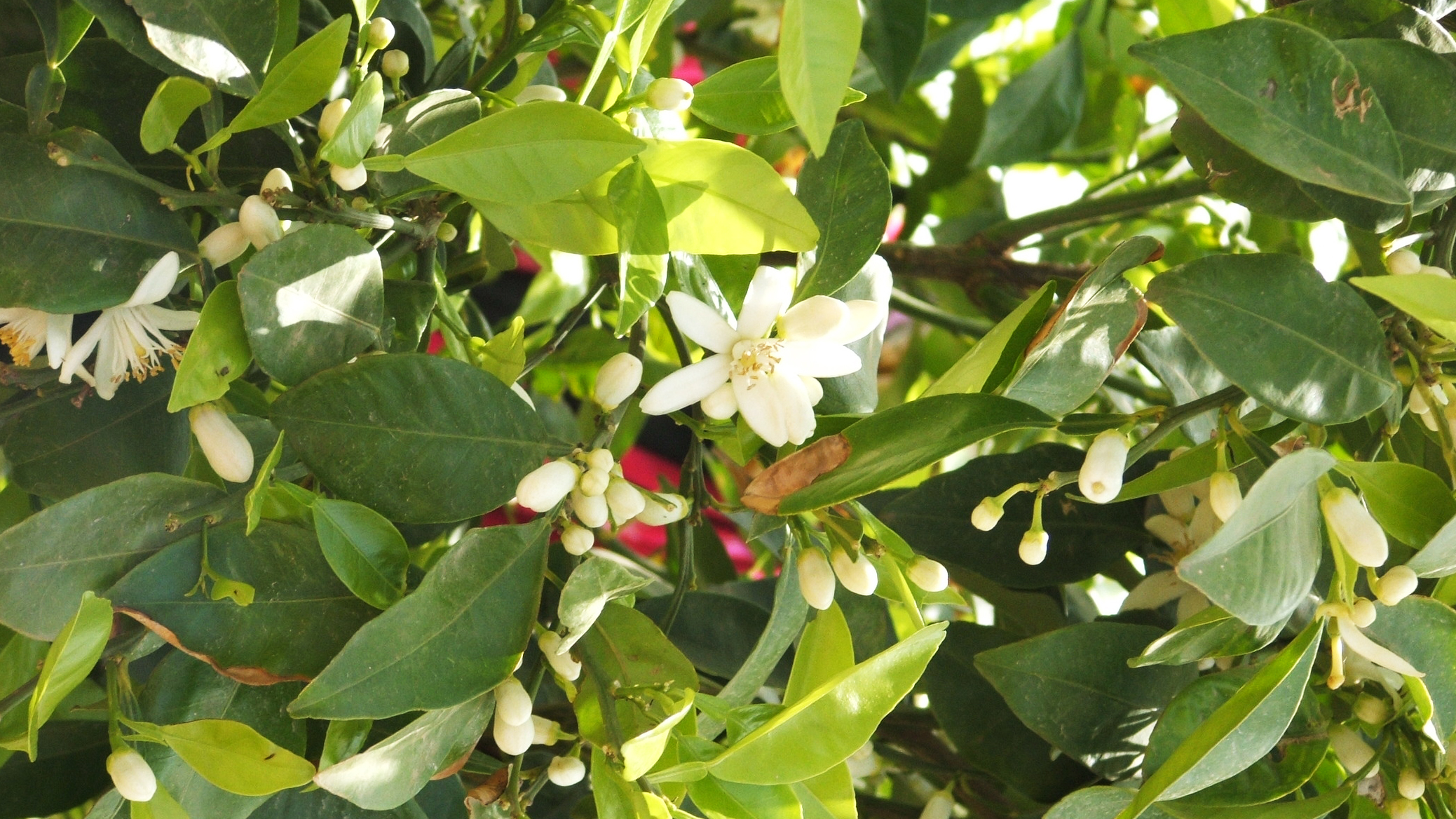 In search of regenerative neroli - Lush Fresh Handmade Cosmetics UK