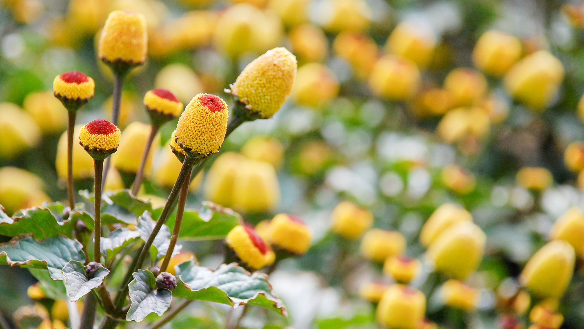 Alcoholic Tincture of Electric Daisies Lush Fresh Handmade Cosmetics UK