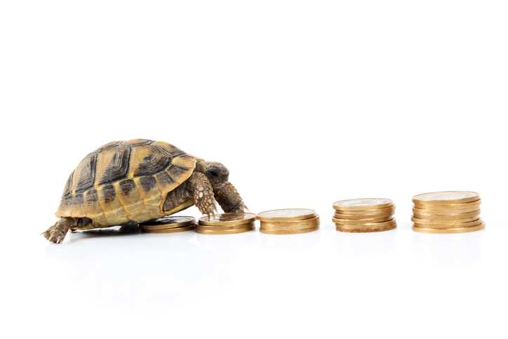 FAST TURTLE