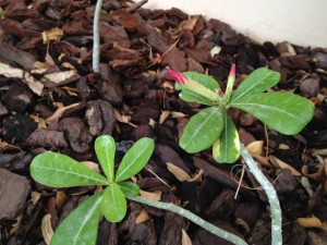 The Desert Roses are thriving again once I've put the mulch down which kept the cats away