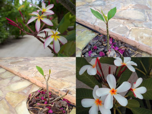 plumeria-maldives - click for larger view