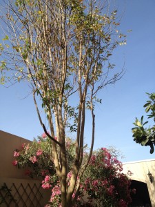 The Cassia Fistula is Naked