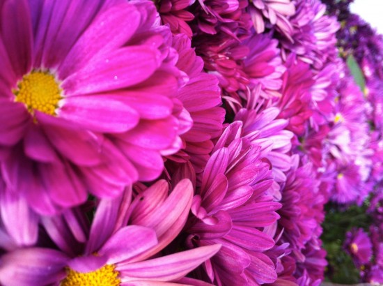 Chrysanthemums
