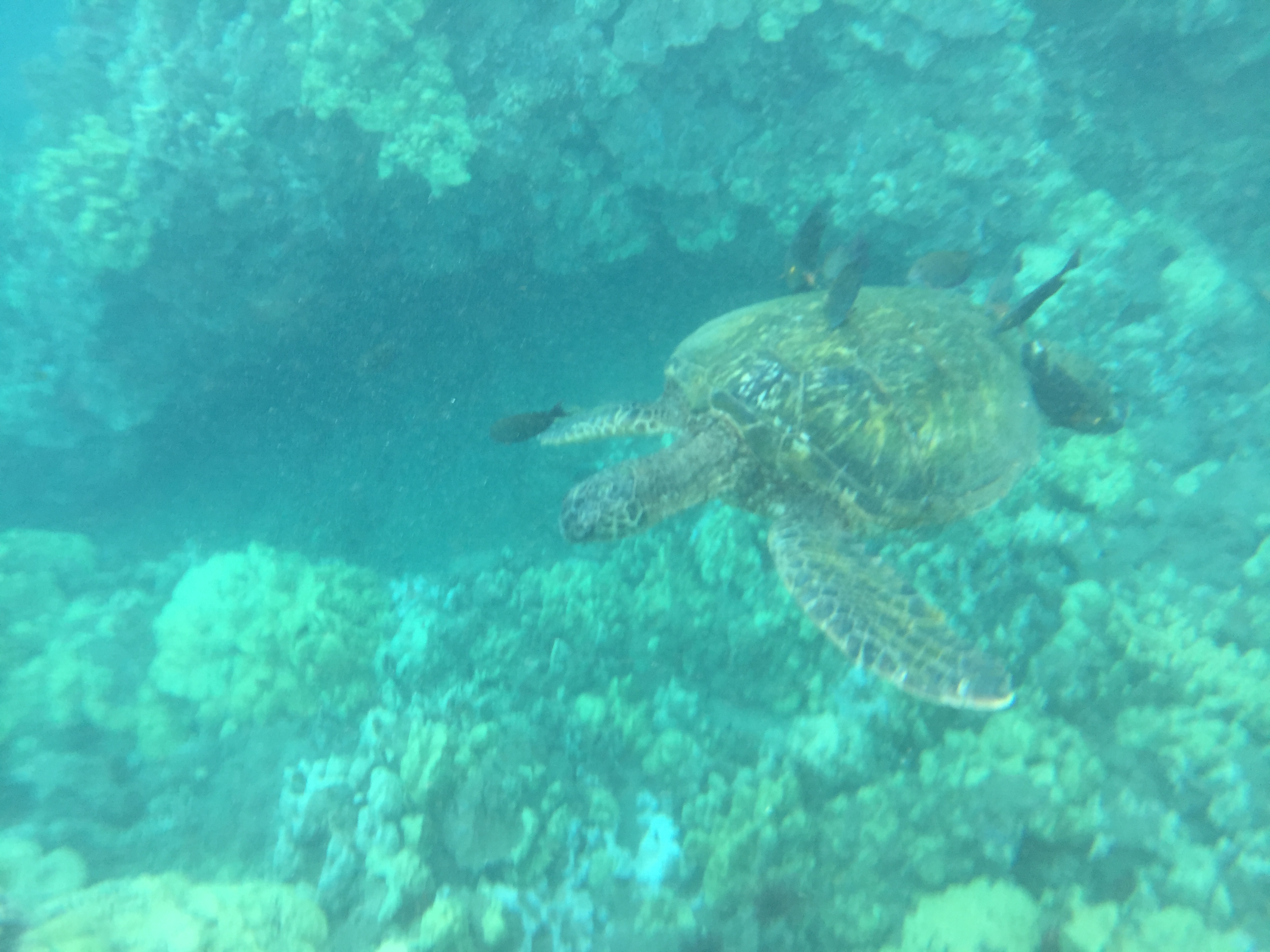 海龜與魚