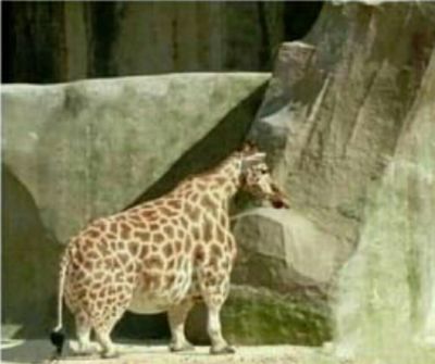 1gb giraffe 