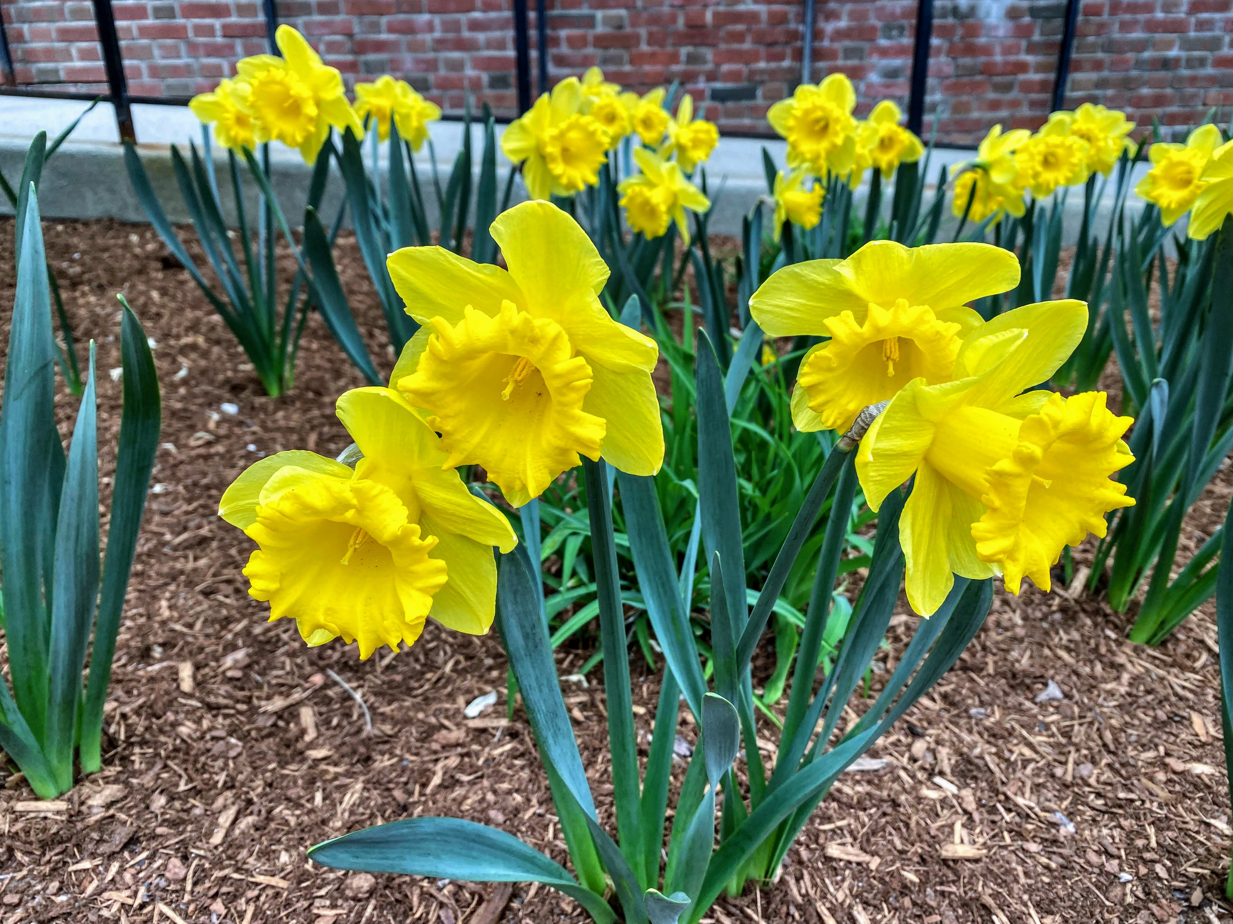 Daffodils