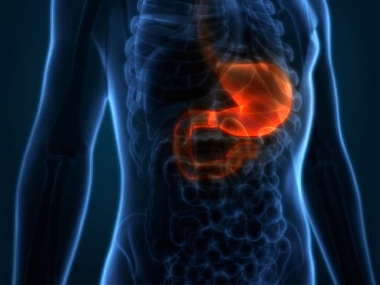 Stomach illustration