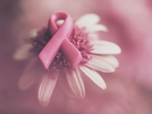 Breast cancer awareness ribbon and pink Gerber daisy.