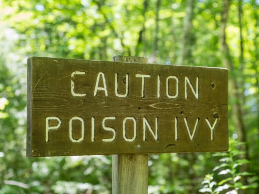 poison ivy
