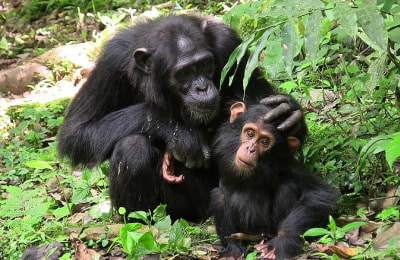 4-schimpansen-kibale-meinewelt-reisen_bearbeitet.jpg