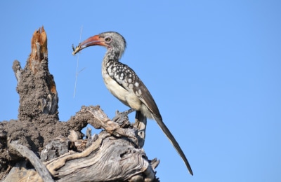 hornrabe-botswana