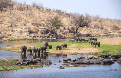 Elefanten-Tarangire-Tansania-Safari