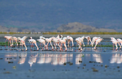 Flamingos-Lake Esay-Tansania