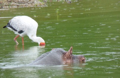 Kazinga Kanal und Pflusspferd