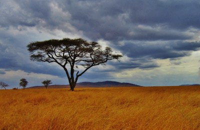 Serengeti-regen-savanne-Tansania