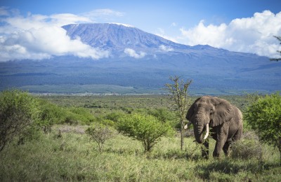 Kilimanjaro Kenia Safari 