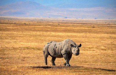 Black-rhino-Ngorongoro-Krater