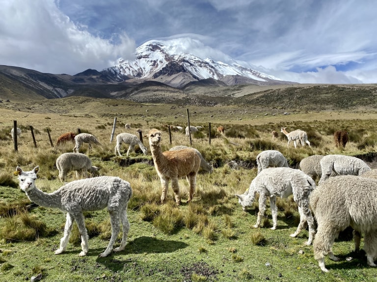 Chimborazo%201 736ad367 e943 4ac5 97b9 40071b69df27