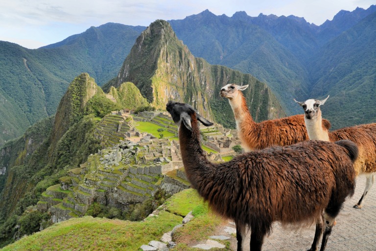 Llamas%20Machu%20Picchu 5f73f187 f757 416f b43e 14d9e0624ed4